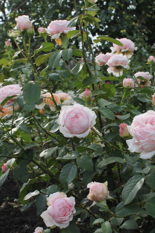 На поляне красивые цветы кустарниковые розы