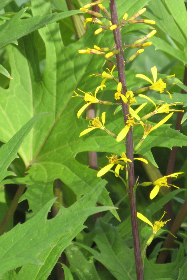 На поляне красивое растение бузульник