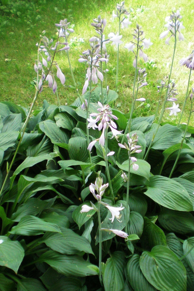 На поляне красивое растение хоста