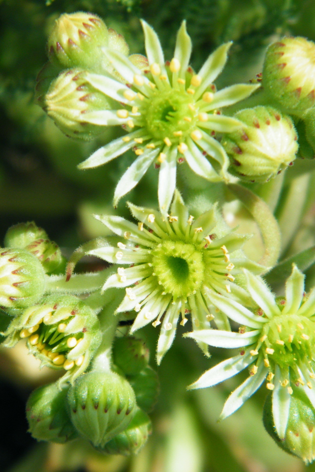 На поляне красивое растение молодило 