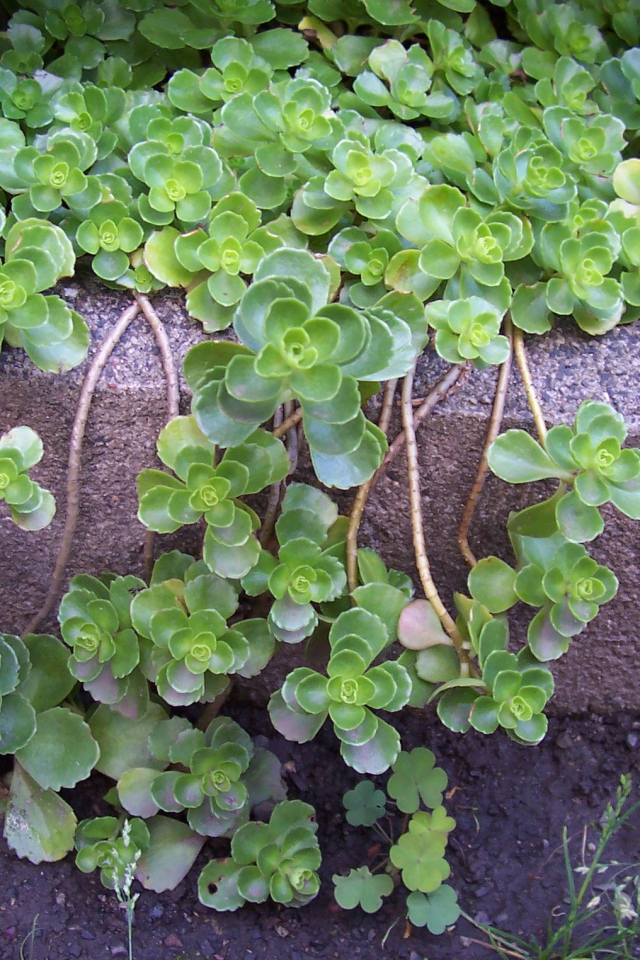 На поляне красивое растение седум