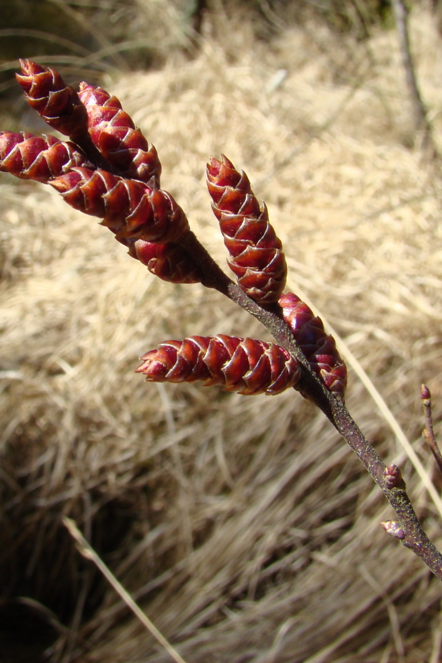 На поляне растение восковник