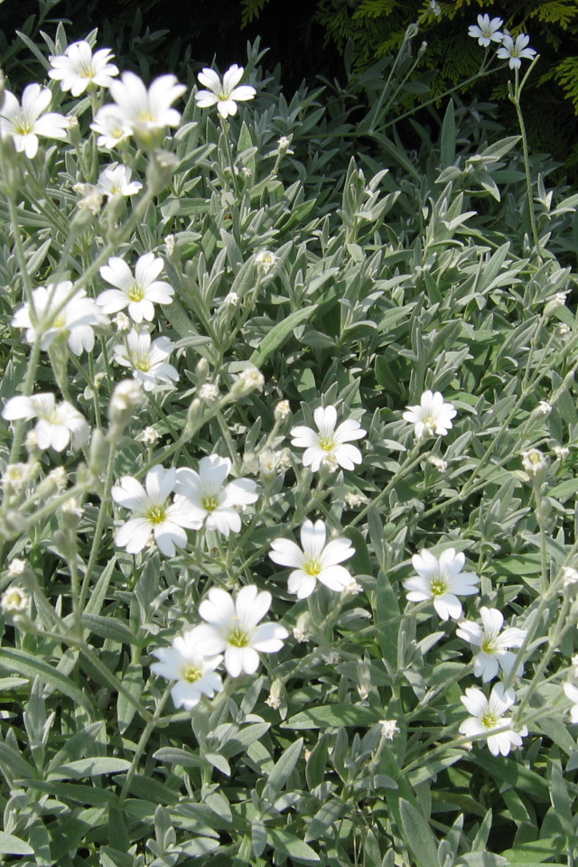 На поляне растение резуха