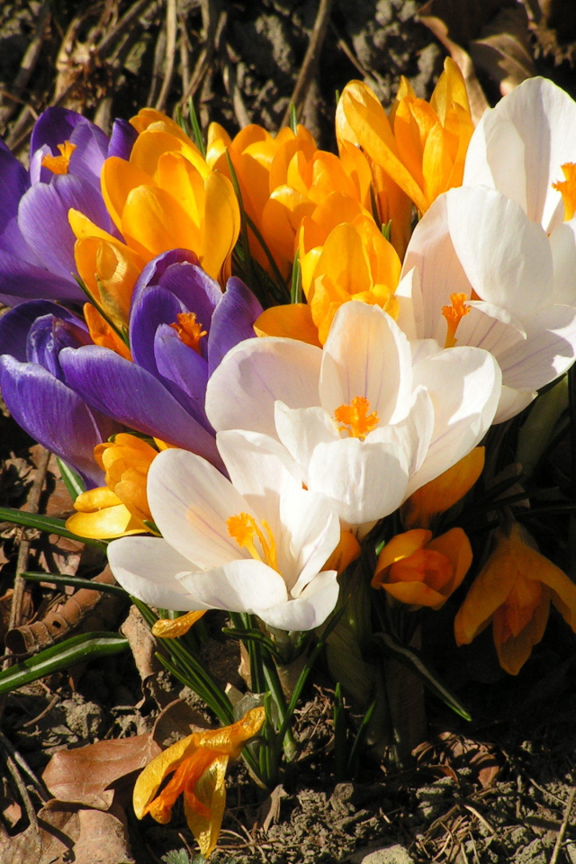 На поляне весенние цветы крокус