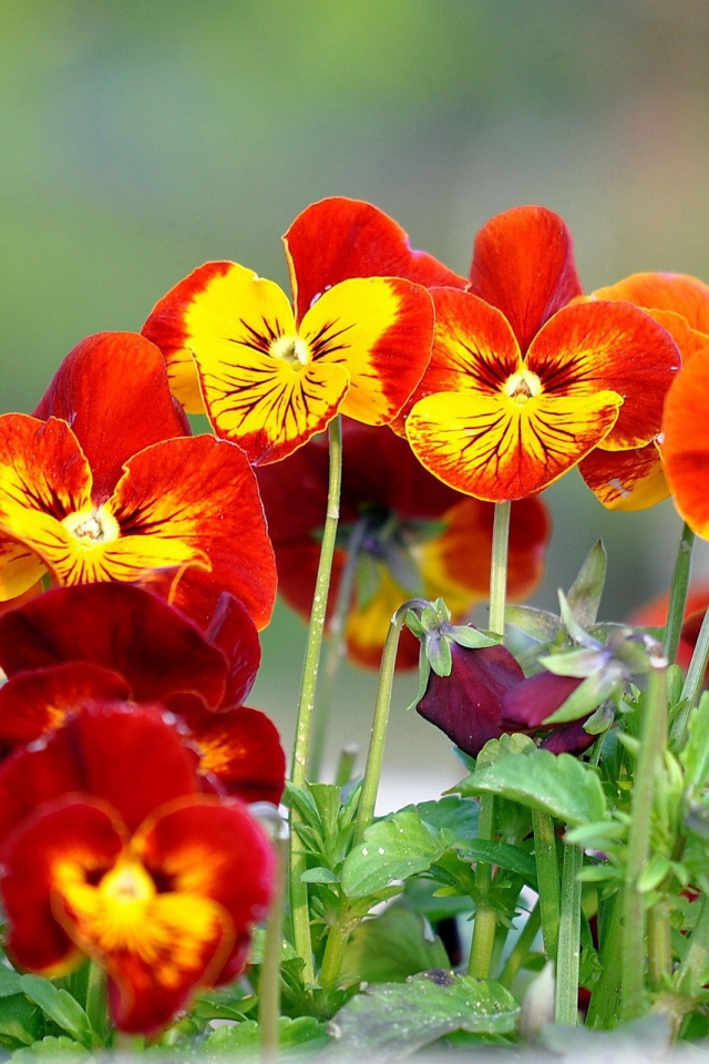 На поляне весенние цветы анютины глазки