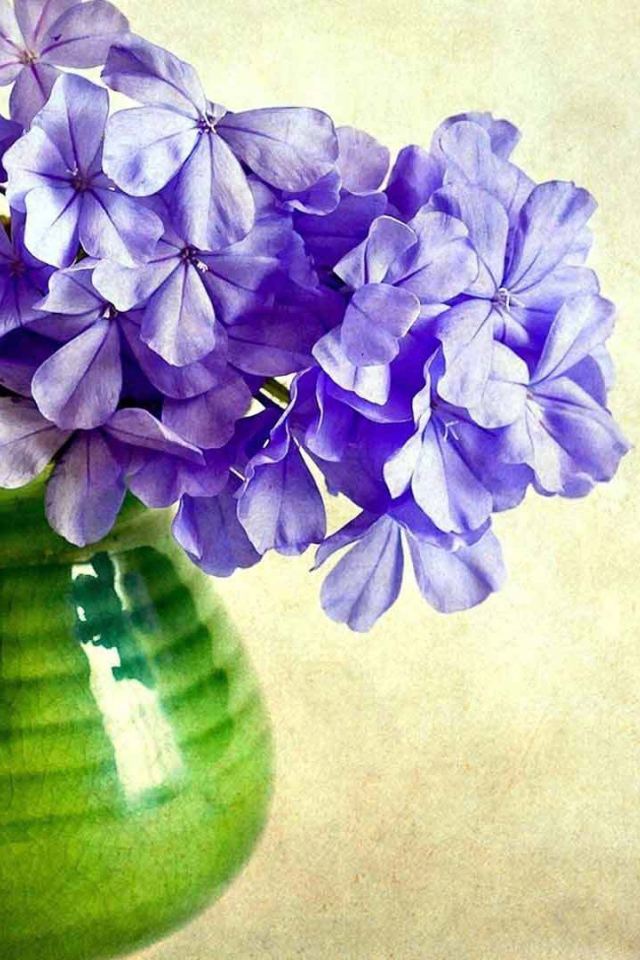 В вазе красивые цветы флокс