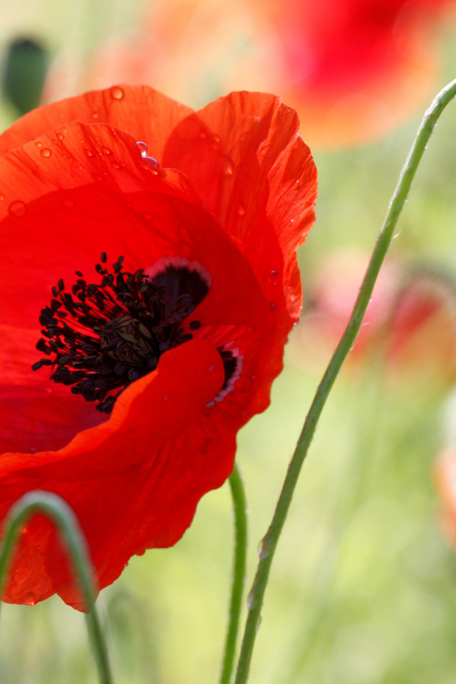 В поле красивый красный мак