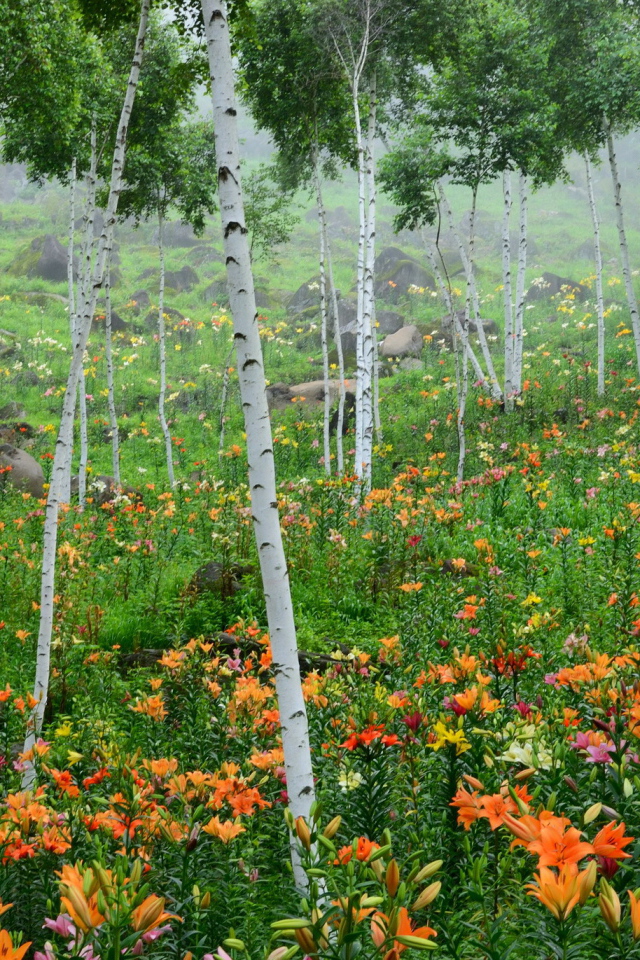 В лесу красивые цветы лилия