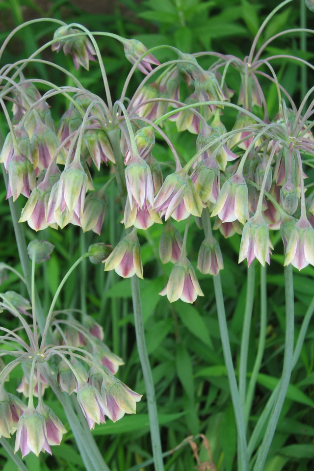 В лесу красивые цветы нектароскордум 