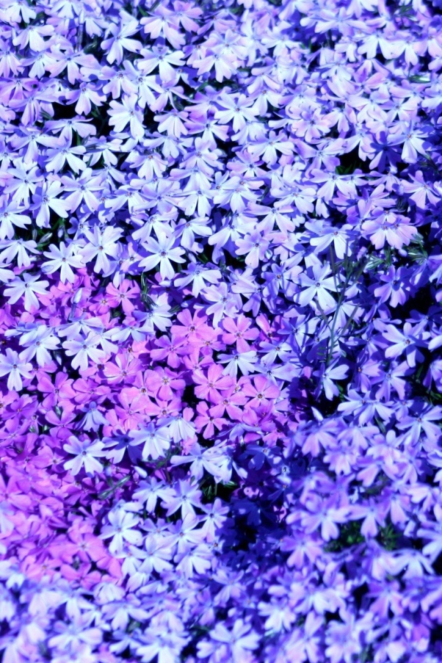 В лесу красивые цветы флокс