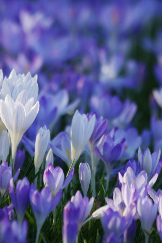 В лесу красивые цветы шафран