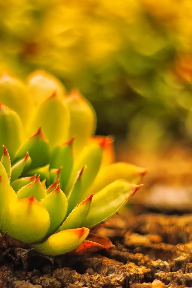 В лесу красивое растение молодило 