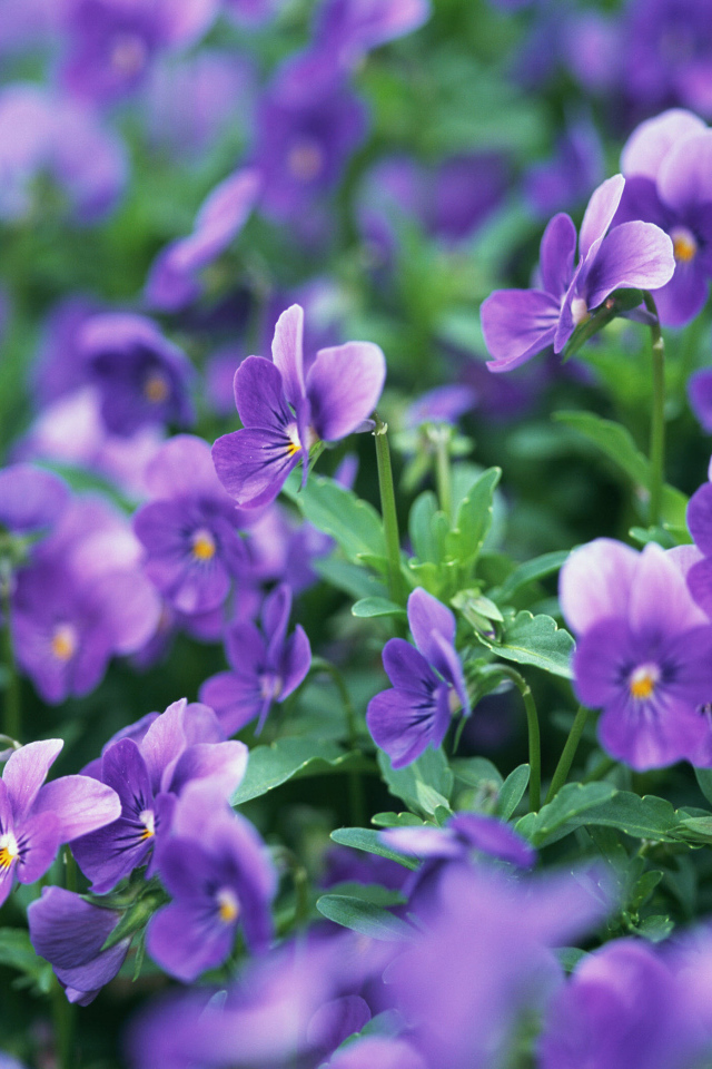 В лесу расцвели цветы анютины глазки