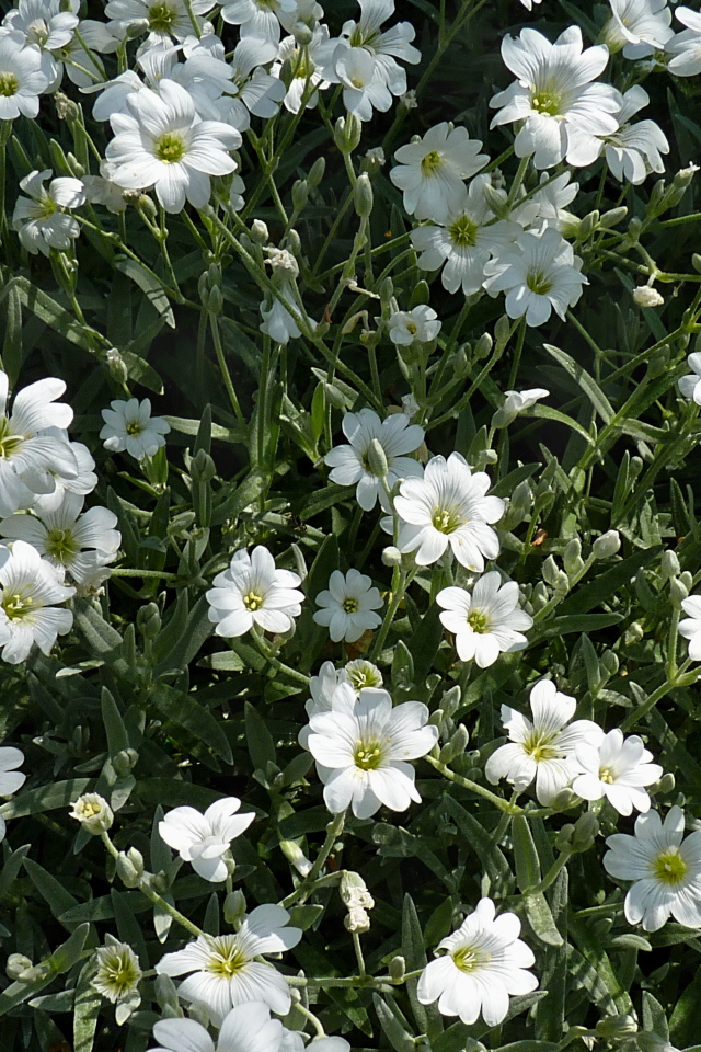 В лесу растение резуха