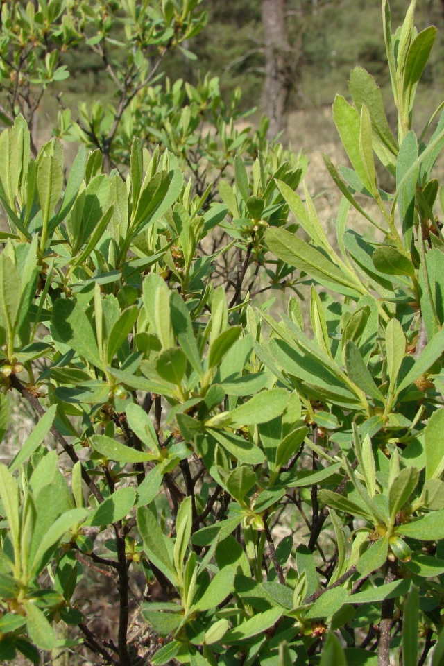 В саду растение восковник