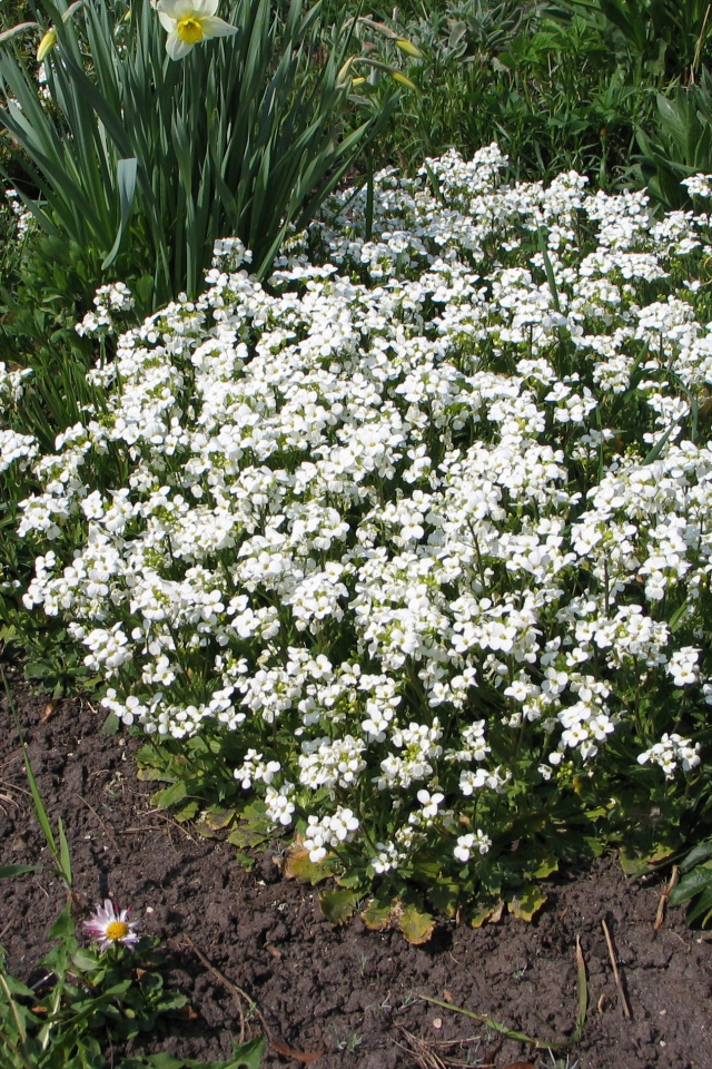 В саду растение резуха