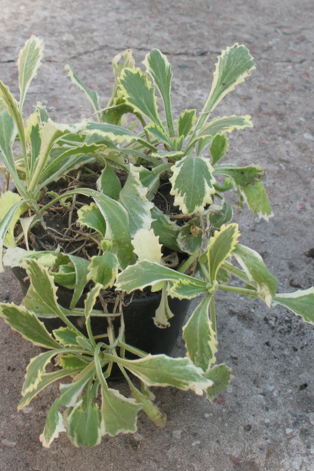 В огороде выросла резуха