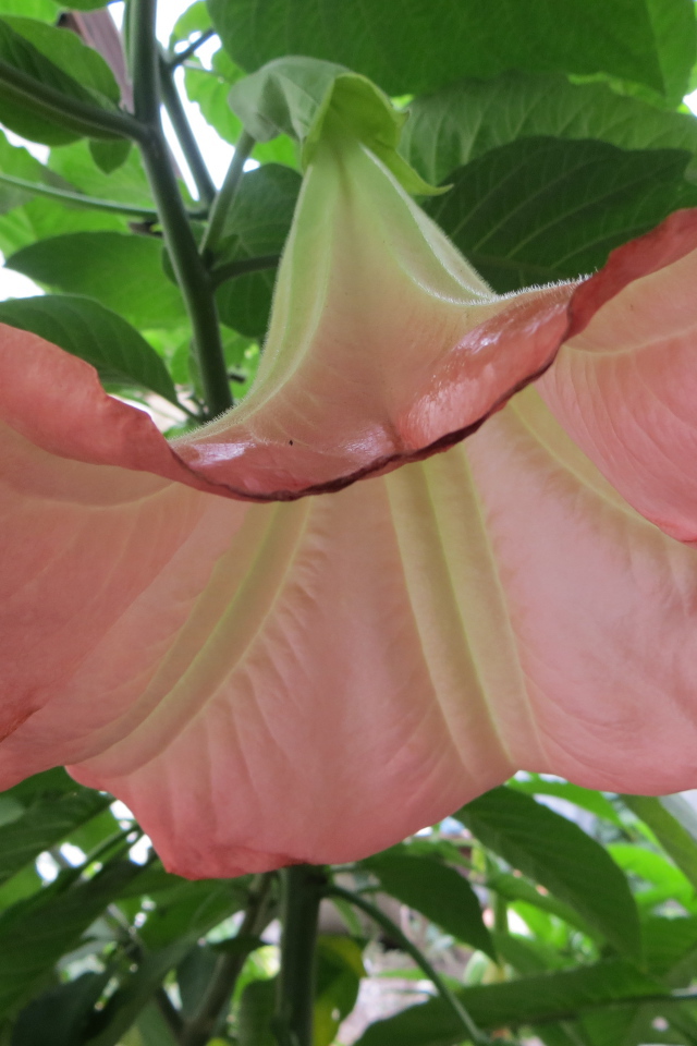 В саду красивые цветы бругмансия