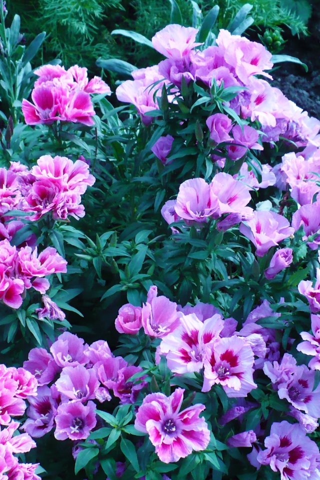 В саду красивые цветы кларкия (годеция) 