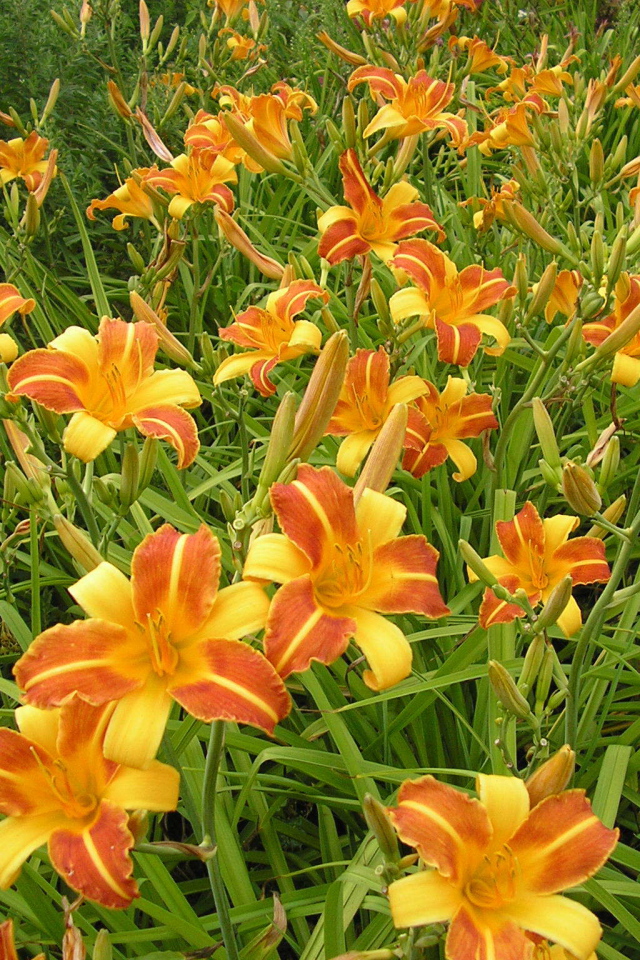 В саду красивые цветы лилейник