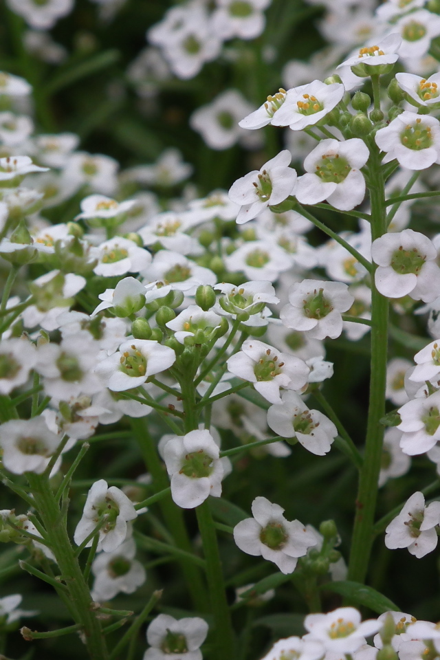 В саду красивые цветы алиссум