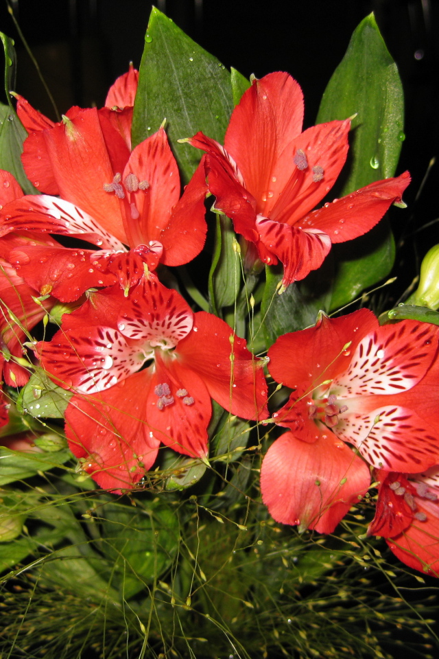 В саду красивые цветы альстремерия