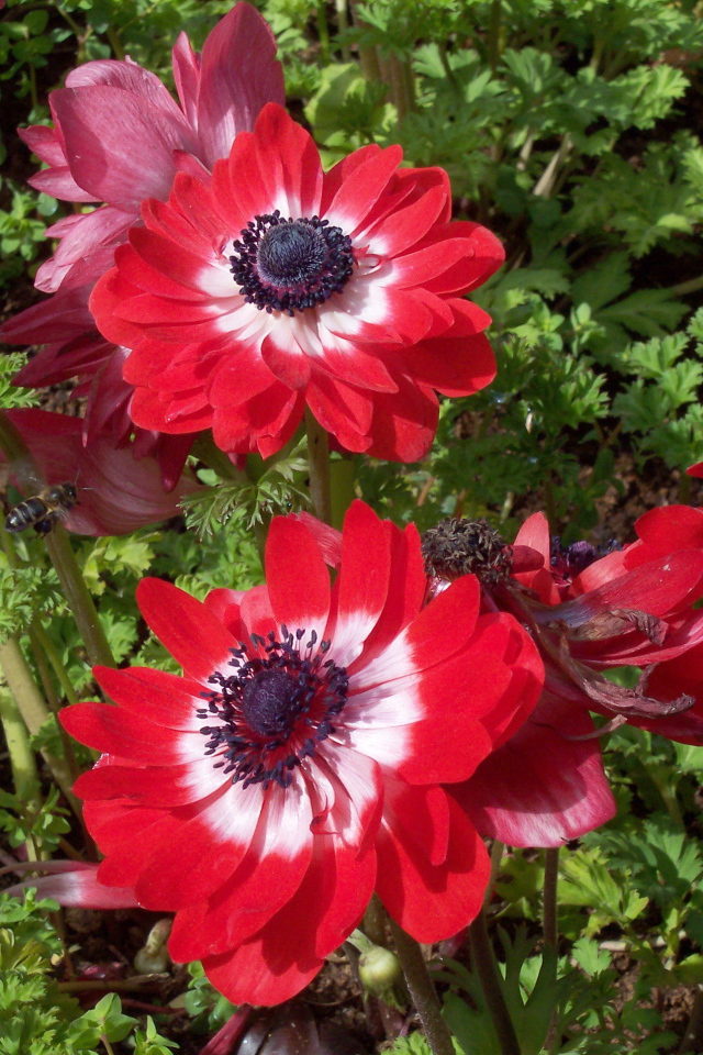 В саду красивые цветы анемона