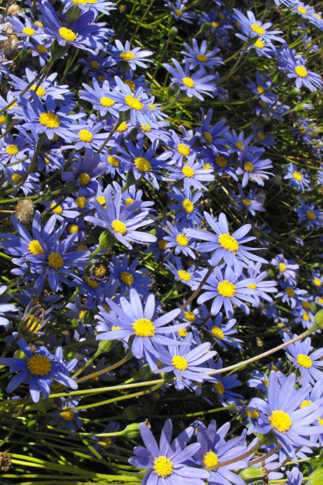 В саду красивые цветы астра