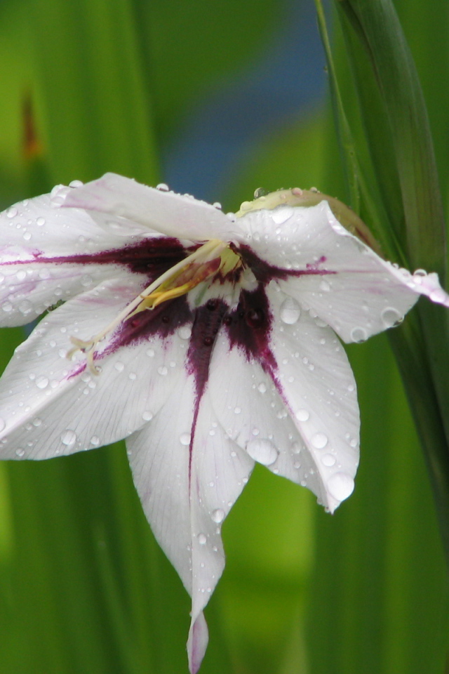 В саду красивые цветы ацидантера