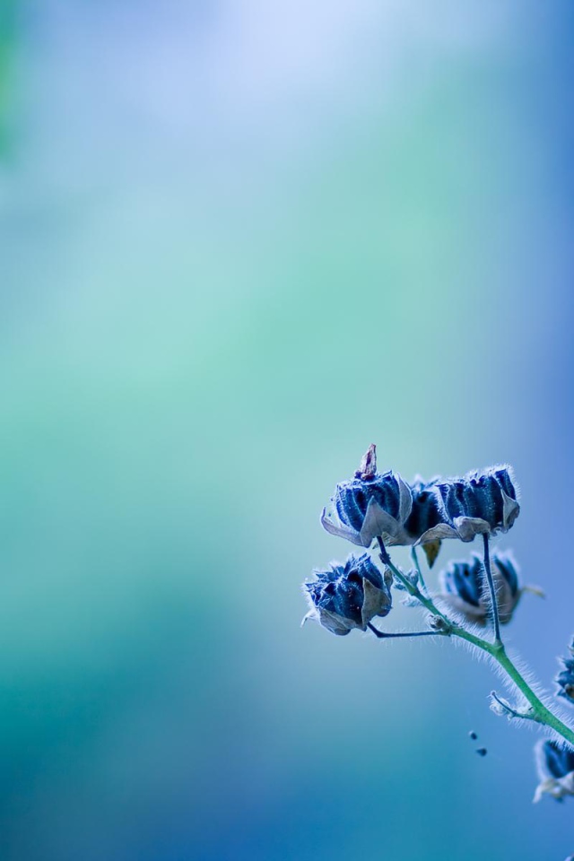 В саду красивые цветы колокольчик