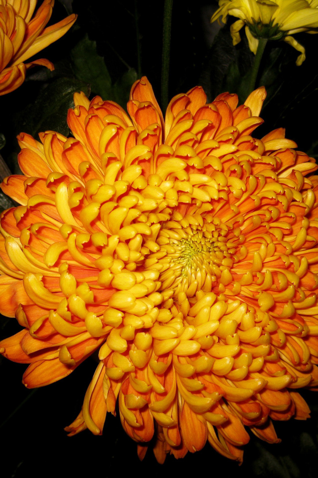 В саду красивые цветы хризантема