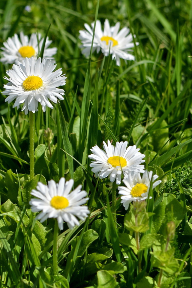 В саду красивые цветы маргаритки