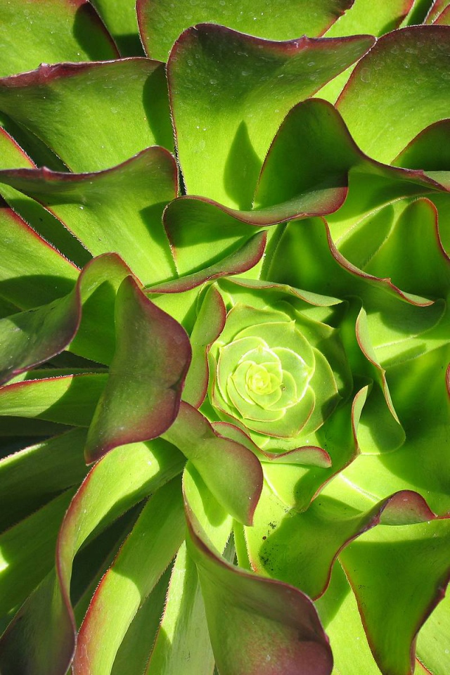 В саду красивые цветы эхеверия (эчеверия) 