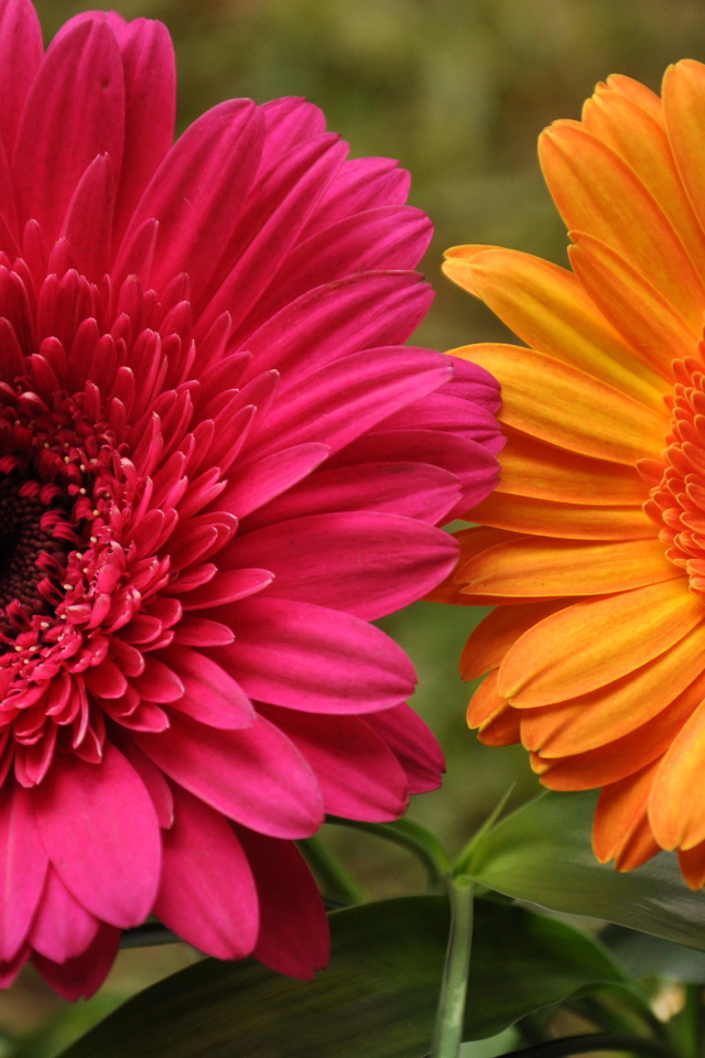 В саду красивые цветы гербера