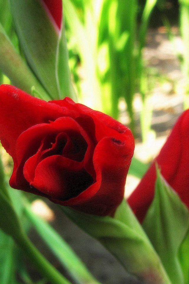 В саду красивые цветы гладиолус