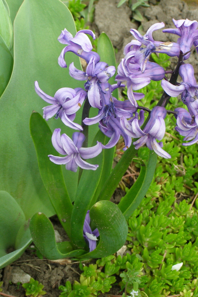 В саду красивые цветы гиацинты