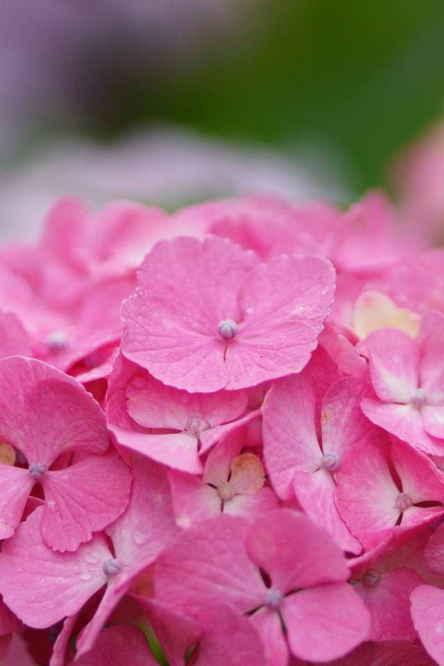 В саду красивые цветы гортензия