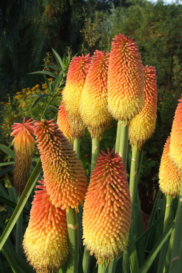 В саду красивые цветы кникофия