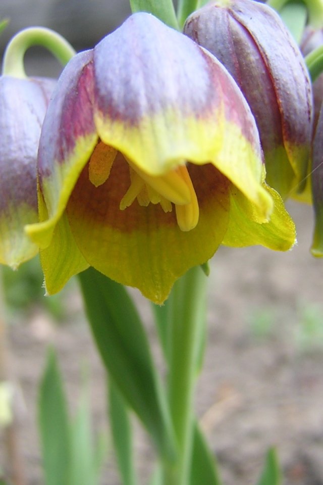 В саду красивые цветы нектароскордум 