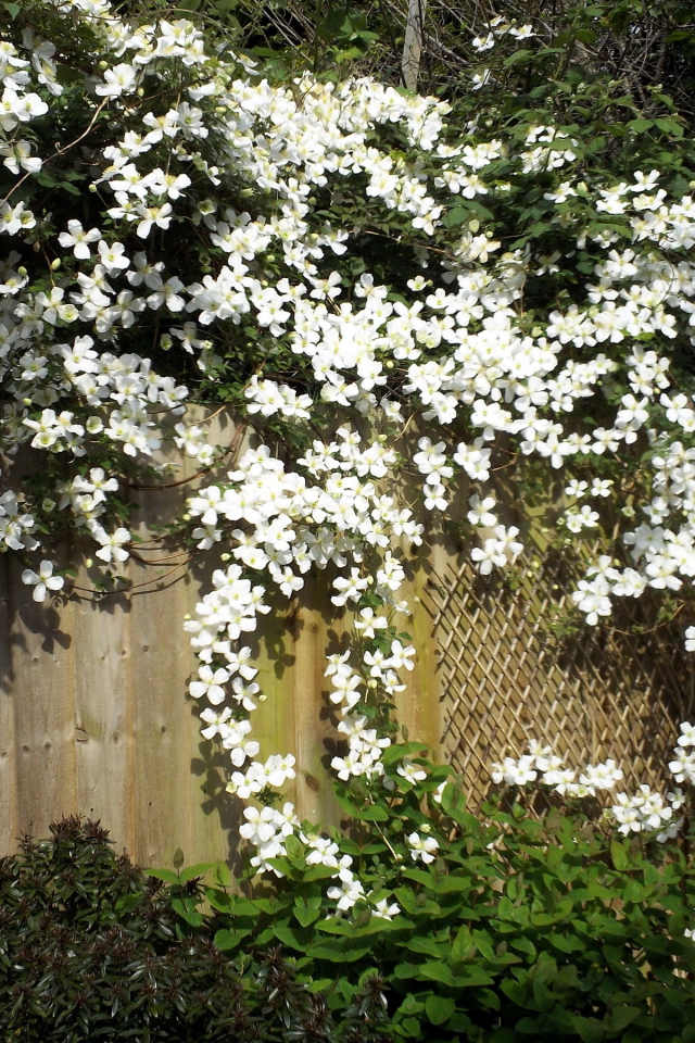 В саду красивые цветы клематис