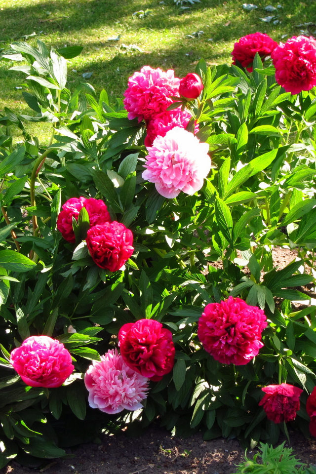 В саду красивые цветы пионы
