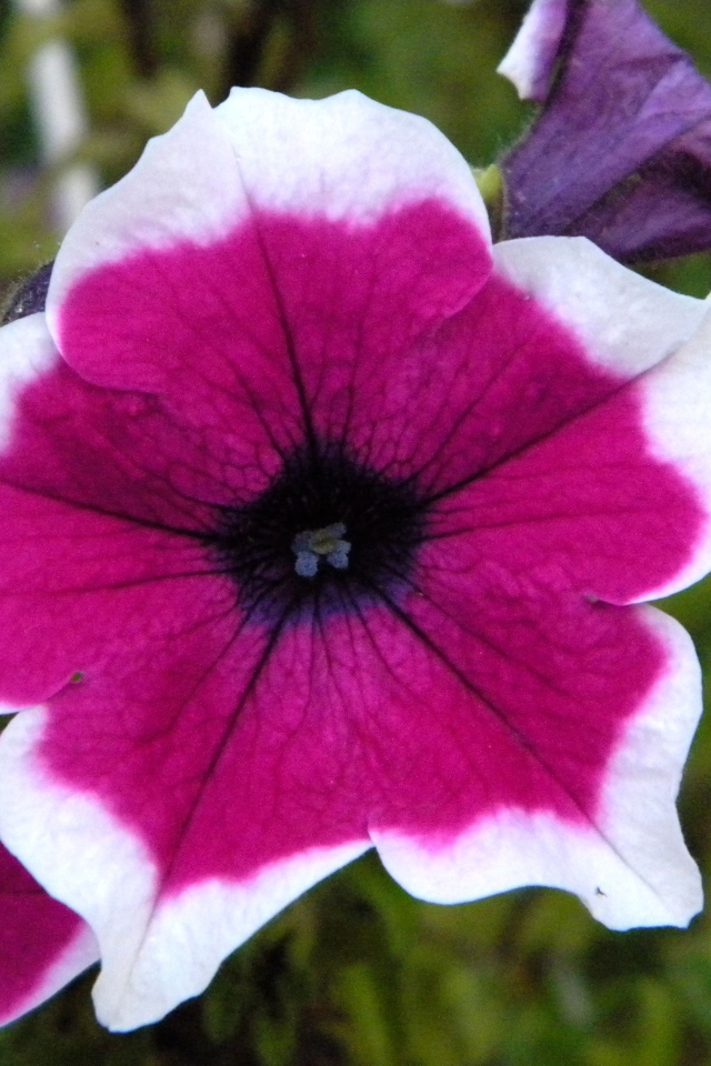 В саду красивые цветы петуния