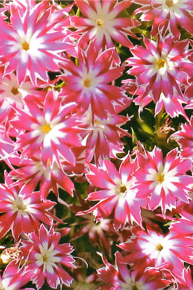 В саду красивые цветы флокс