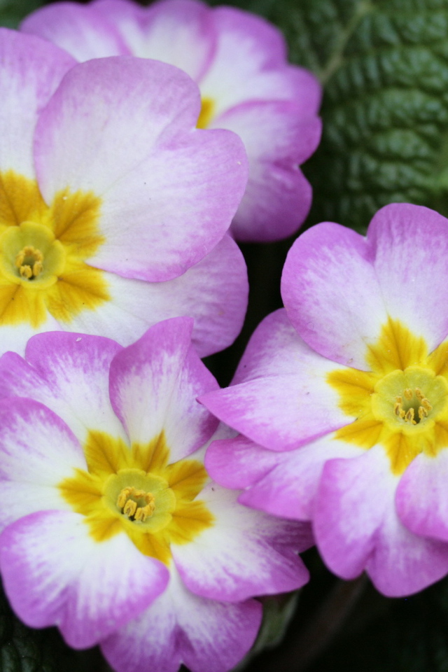 В саду красивые цветы примула