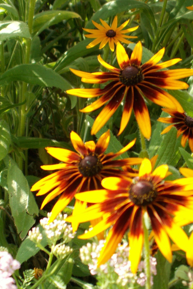 В саду красивые цветы рудбекия