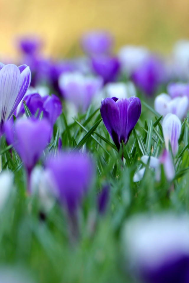 В саду красивые цветы шафран