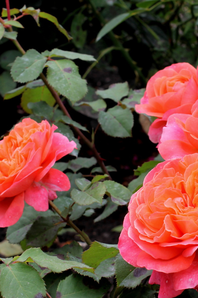 В саду красивые цветы кустарниковые розы