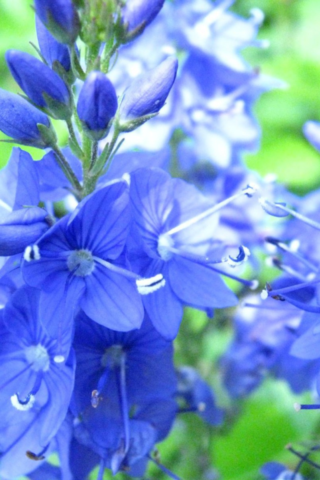 В саду красивые цветы вероника