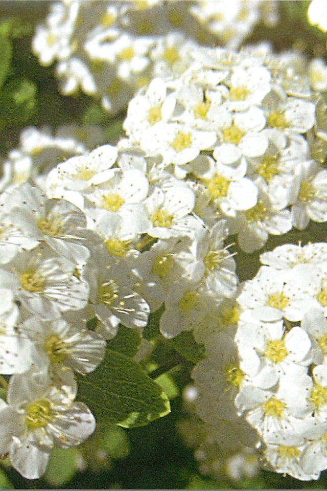 В саду красивые цветы спирея