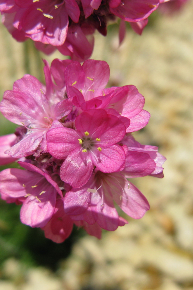 В саду красивые цветы армерия
